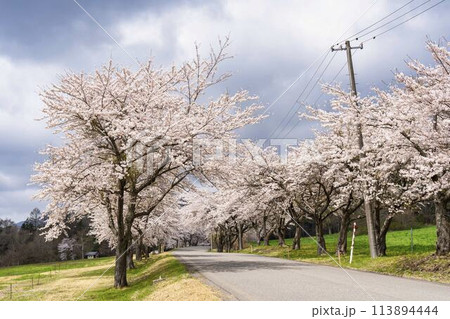 春の桜並木　満開の町営磐梯山牧場の桜　福島県猪苗代町 113894444