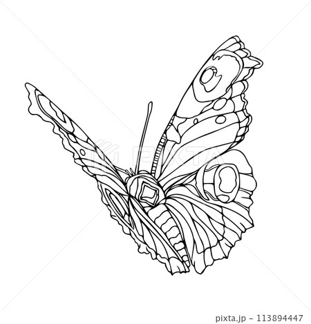 A butterfly with a black body and white spots. The butterfly is drawn with a lot of detail, including its wings and antennae. Line art vector illustration for coloring book, card, invite A butterfly with a black body and white spots. The butterfly is drawn with a lot of detail, including its wings and antennae. Line art vector illustration for coloring book, card, invite 113894447