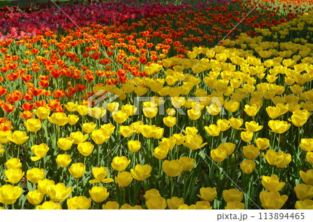 日本の春、横浜公園のチューリップの花 113894465