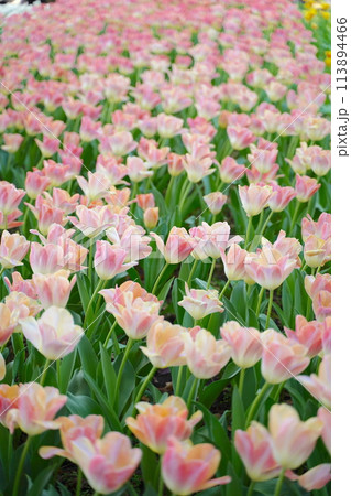 日本の春、横浜公園のチューリップの花 113894466