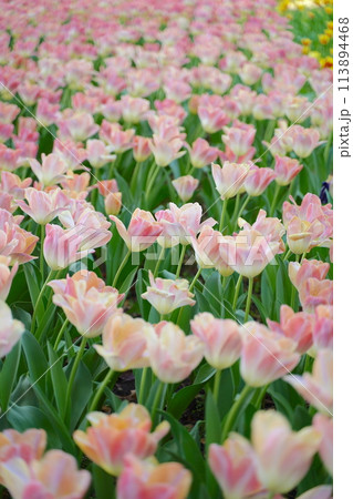 日本の春、横浜公園のチューリップの花 113894468