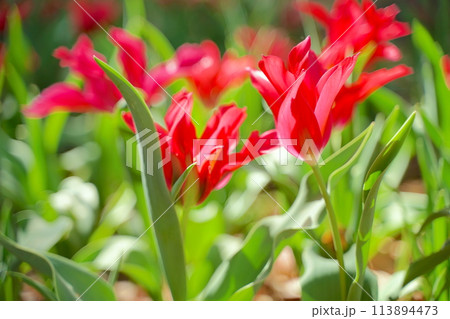 日本の春、横浜公園のチューリップの花 113894473