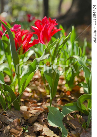 日本の春、横浜公園のチューリップの花 日本の春、横浜公園のチューリップの花 113894474
