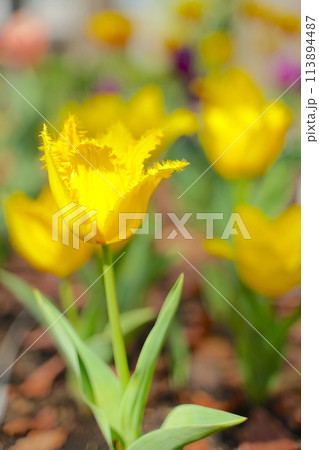 日本の春、横浜公園のチューリップの花 113894487