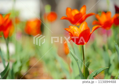 日本の春、横浜公園のチューリップの花 113894488
