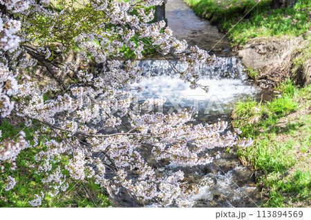 春の桜並木　満開の観音寺川の桜　福島県猪苗代町 113894569