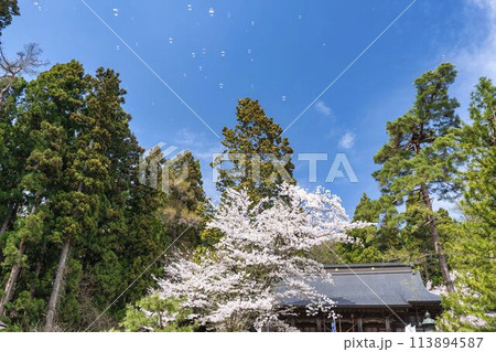 春の土津神社　満開の桜とシャボン玉　福島県猪苗代町 113894587