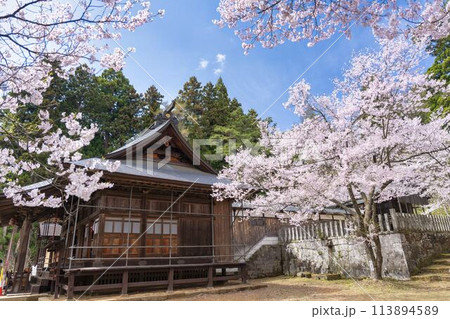 春の土津神社　拝殿と満開の桜　福島県猪苗代町 113894589