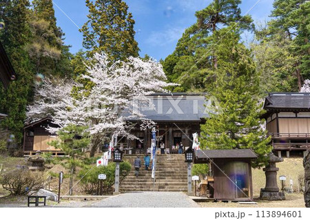 春の土津神社　満開の桜とシャボン玉　福島県猪苗代町 113894601