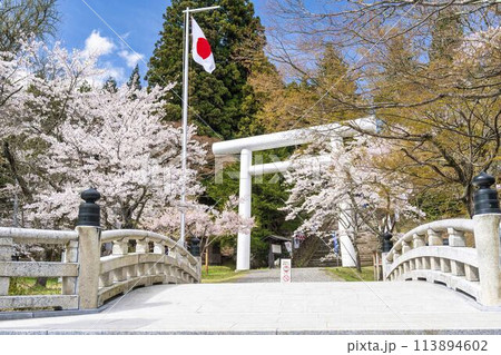 春の土津神社　白い鳥居と満開の桜　福島県猪苗代町 113894602