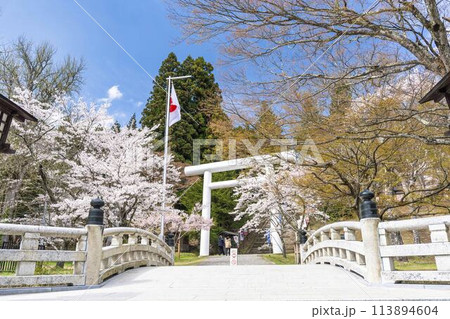 春の土津神社　白い鳥居と満開の桜　福島県猪苗代町 113894604