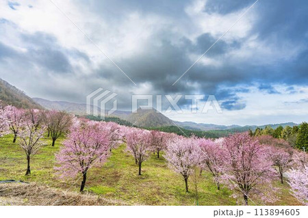 春の桜峠　満開のオオヤマザクラ　福島県北塩原村 113894605