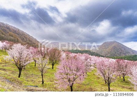 春の桜峠 満開のオオヤマザクラ 福島県北塩原村 春の桜峠 満開のオオヤマザクラ 福島県北塩原村 113894606