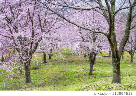 春の桜峠　満開のオオヤマザクラ　福島県北塩原村 113894612