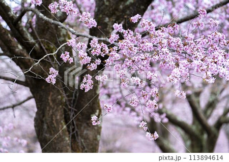 春の桜峠　満開のオオヤマザクラ　福島県北塩原村 113894614