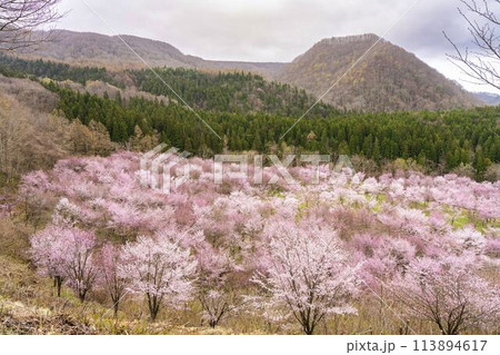 春の桜峠　満開のオオヤマザクラ　福島県北塩原村 113894617