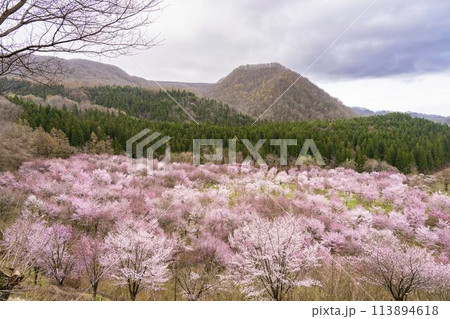 春の桜峠 満開のオオヤマザクラ 福島県北塩原村 春の桜峠 満開のオオヤマザクラ 福島県北塩原村 113894618