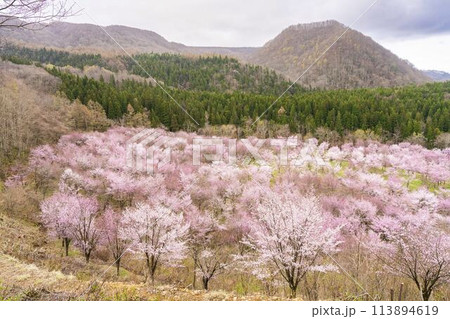 春の桜峠　満開のオオヤマザクラ　福島県北塩原村 113894619
