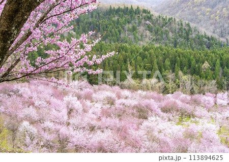 春の桜峠　満開のオオヤマザクラ　福島県北塩原村 113894625