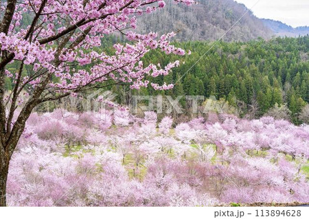 春の桜峠　満開のオオヤマザクラ　福島県北塩原村 113894628