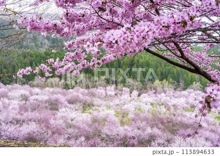 春の桜峠　満開のオオヤマザクラ　福島県北塩原村 113894633