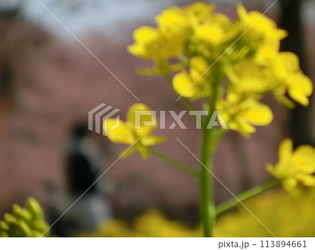 菜の花 菜の花 113894661