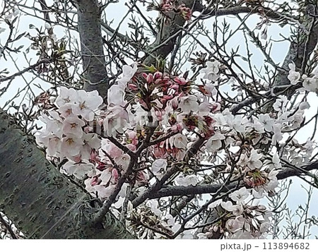 ソメイヨシノ ソメイヨシノ 113894682