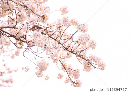 満開の桜　ソメイヨシノ　背景素材 113894727