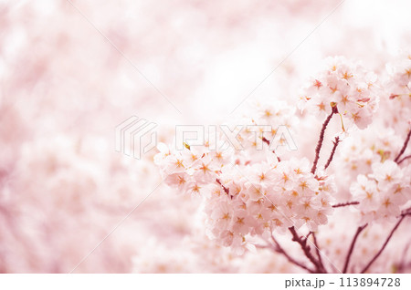 満開の桜 ソメイヨシノ 背景素材 満開の桜 ソメイヨシノ 背景素材 113894728