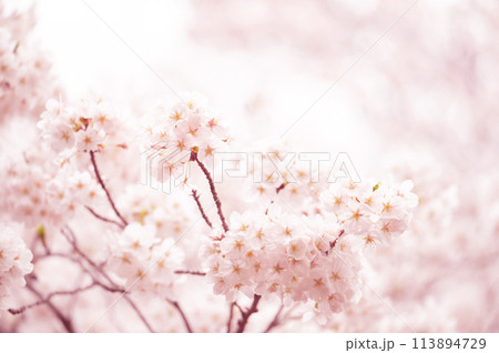 満開の桜　ソメイヨシノ　背景素材 113894729