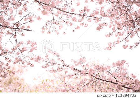 満開の桜 ソメイヨシノ 背景素材 満開の桜 ソメイヨシノ 背景素材 113894732