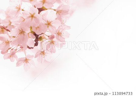 満開の桜 ソメイヨシノ 背景素材 満開の桜 ソメイヨシノ 背景素材 113894733