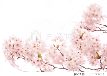 満開の桜 ソメイヨシノ 背景素材 満開の桜 ソメイヨシノ 背景素材 113894734