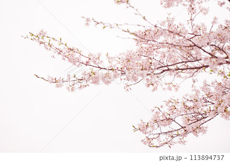 満開の桜 ソメイヨシノ 背景素材 満開の桜 ソメイヨシノ 背景素材 113894737