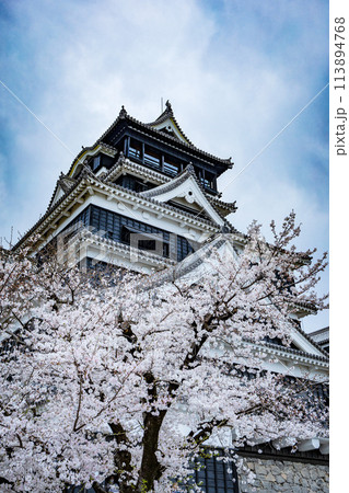 桜に彩られた熊本城天守閣2 桜に彩られた熊本城天守閣2 113894768