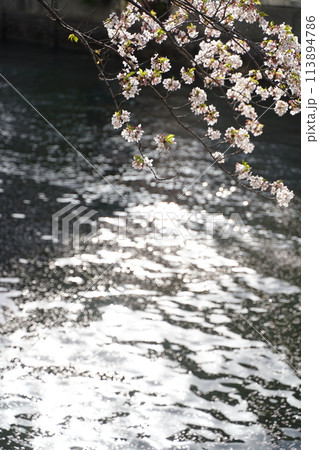 日本の神奈川県、横浜市の大岡川の桜の花と花筏の花びら 日本の神奈川県、横浜市の大岡川の桜の花と花筏の花びら 113894786