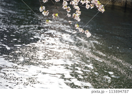 日本の神奈川県、横浜市の大岡川の桜の花と花筏の花びら 113894787