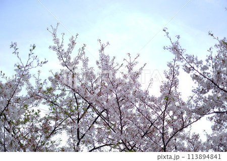 青空に映える満開の桜 青空に映える満開の桜 113894841