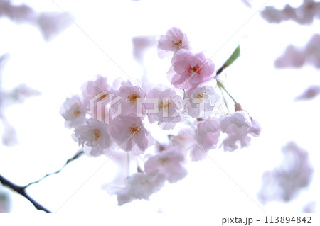 桜の花のある風景 113894842