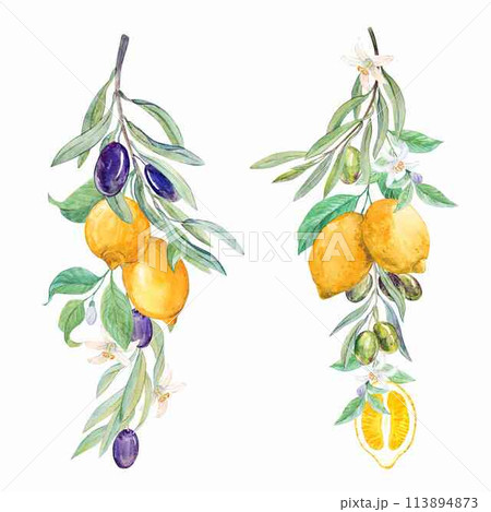 Lemon and olive branches on a white background 113894873