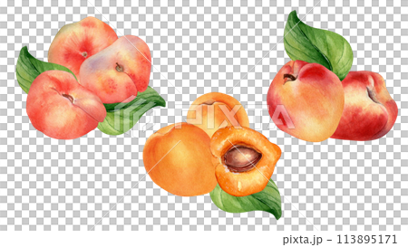 Watercolor set of fresh various peaches and apricot isolated on white. Hand drawn fruits illustration. Whole and sliced nectarines painted. Design element for package, label and other project 113895171