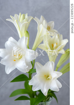 八重咲きのテッポウユリ 113895226