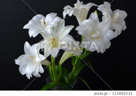 八重咲きのテッポウユリ 113895231