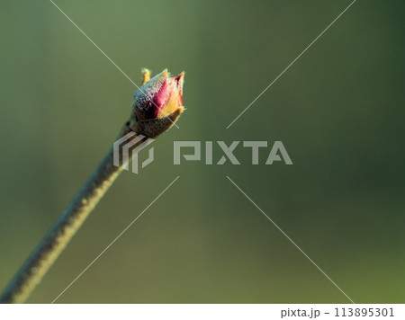 2月に芽吹いてきた可愛らしい木々の新芽 113895301