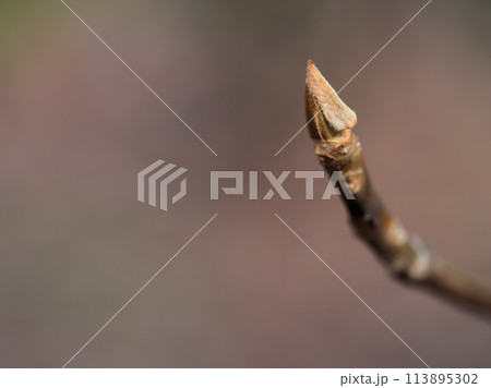 2月に芽吹いてきた可愛らしい木々の新芽 113895302