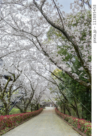 熊本城下にある満開の桜のトンネル 熊本城下にある満開の桜のトンネル 113895458
