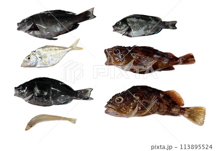 【白背景】日本のお魚いろいろ 113895524