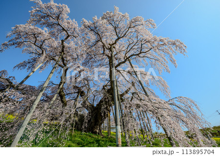 三春滝桜（福島県） 113895704