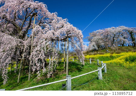 三春滝桜と里の風景（福島県） 113895712
