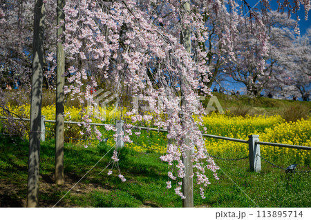 三春滝桜（福島県） 113895714